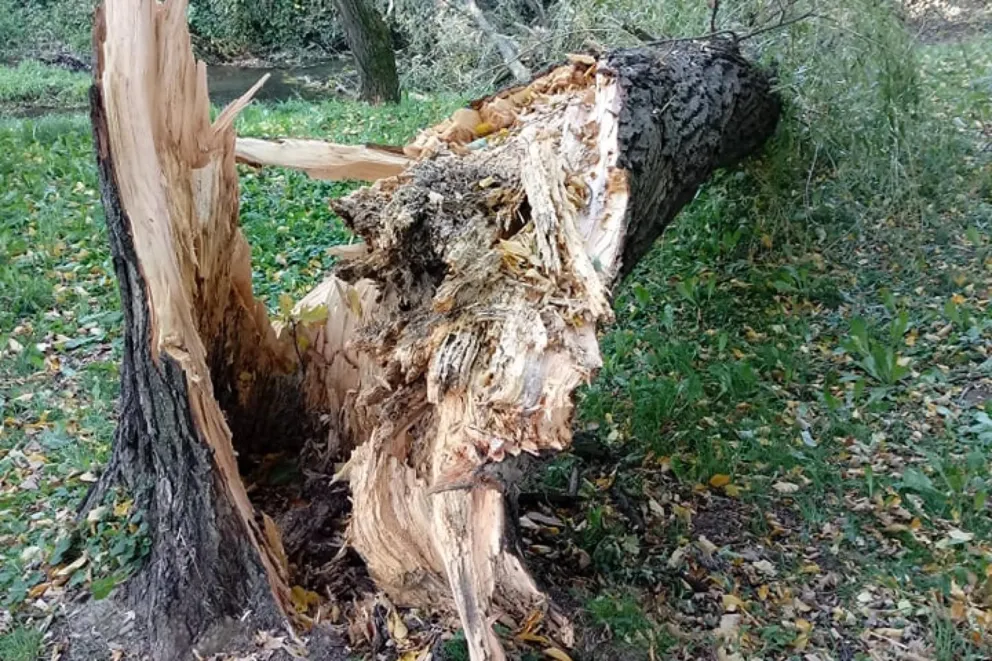 Poniedziałkowa wichura powaliła drzewa w powiecie gorlickim