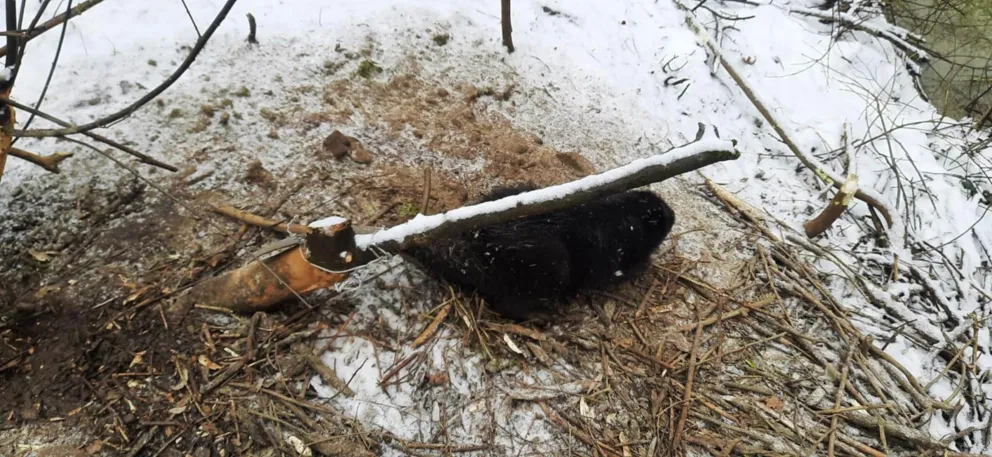 Sądeccy strażacy uratowali bobra, który wpadł we wnyki