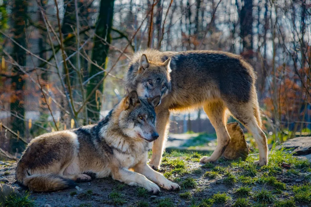 Jak wyglądają wilcze gody? [ROZMOWA]