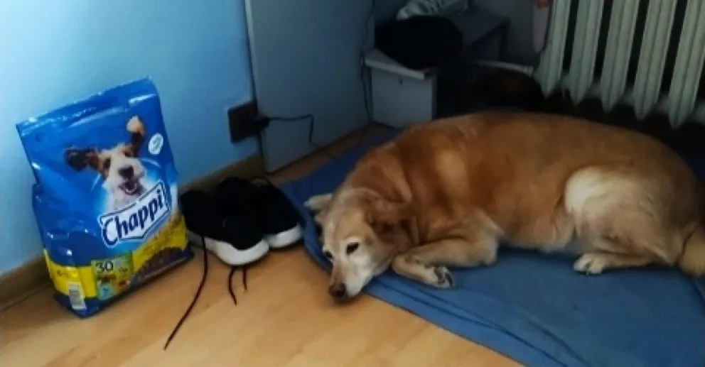 Kto zaopiekuje się / tymczasowo / Lusią?
