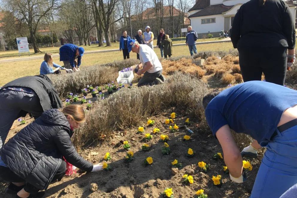 Klomb na głównym rondzie parku w Szpitalu Babińskiego w barwach Ukrainy