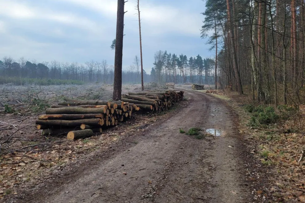 Burmistrz Chełmka interweniuje ws. prowadzonych na terenie gminy wycinek drzew
