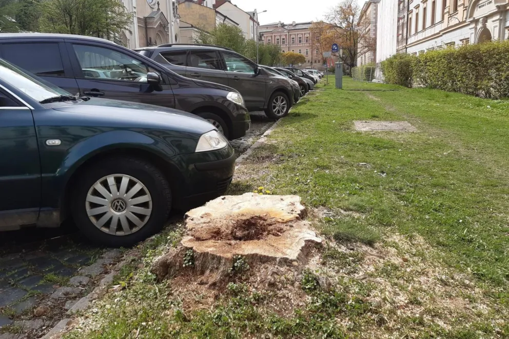 Tarnów: czy na ul. Piłsudskiego wrócą jeszcze wysokie drzewa?