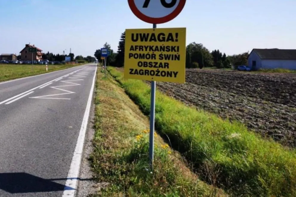 Nie wiadomo jak długo jeszcze hodowcy świń ze Szczucina i okolic będą mieli utrudnioną działalność ze względu na ASF