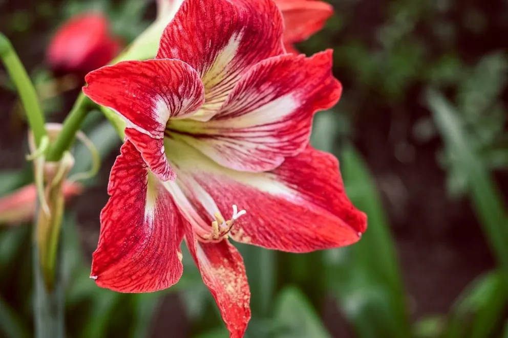Amarylis czy hippeastrum