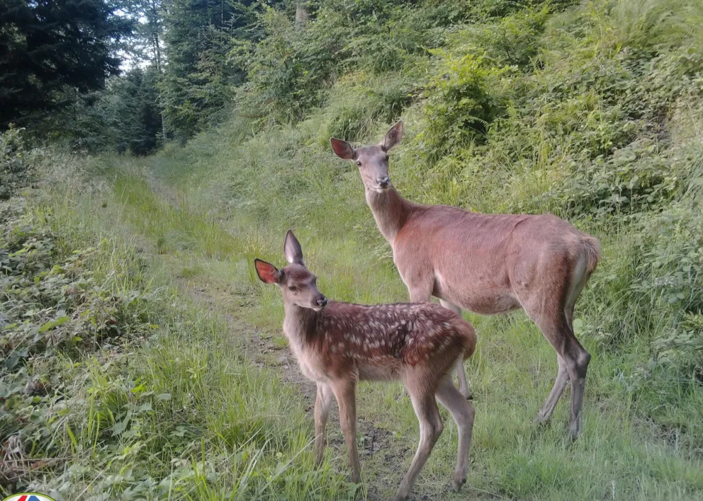 Fotopułapki, czyli o zwierzętach (mimowolnie) przed kamerą 