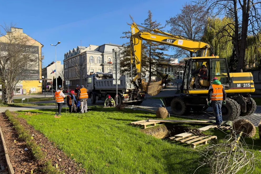 24 drzewa posadzono przy wyremontowanej ulicy Piłsudskiego w centrum Tarnowa