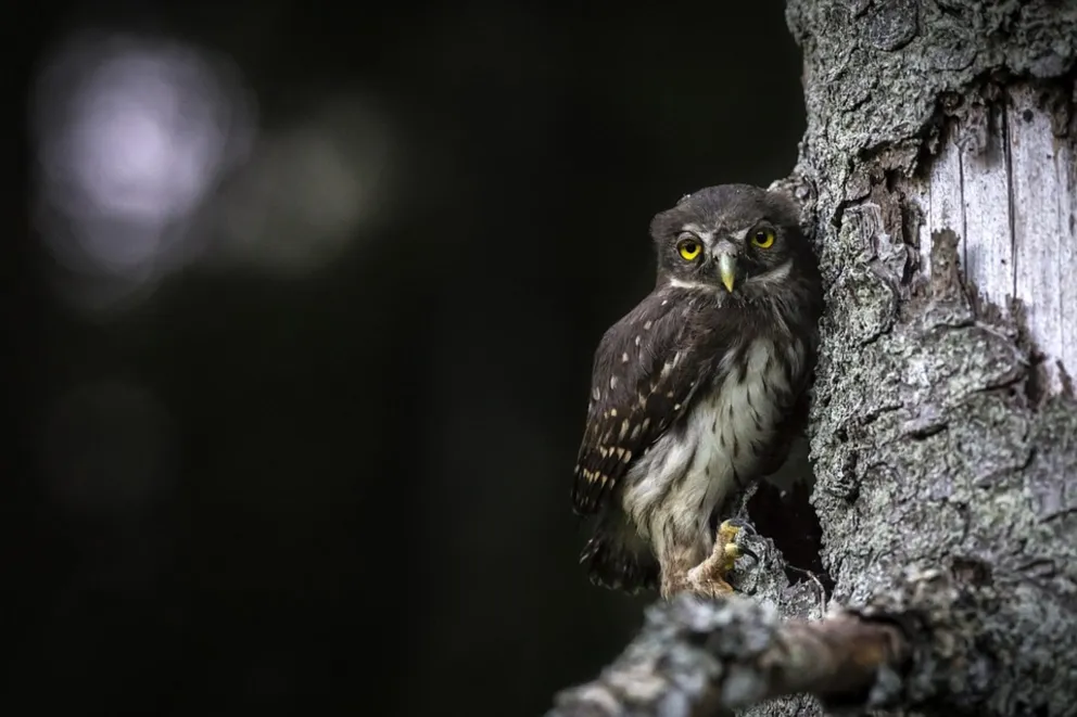 Huuu Huuuu! Czyli Niepołomicka Noc Sów ...