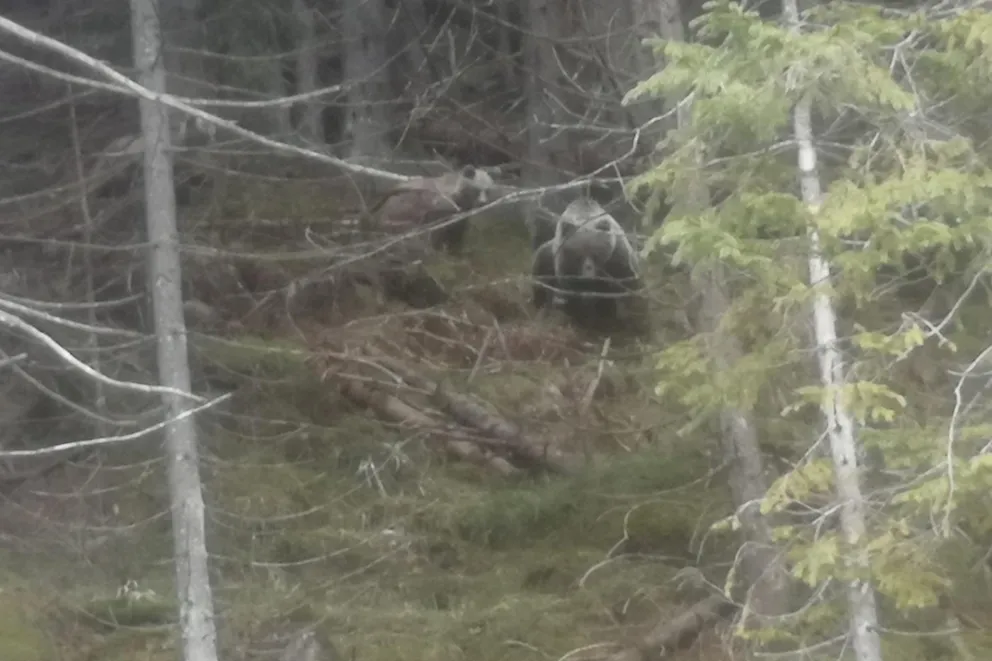 Niedźwiedzie widziane przy szlaku nad Morskie Oko