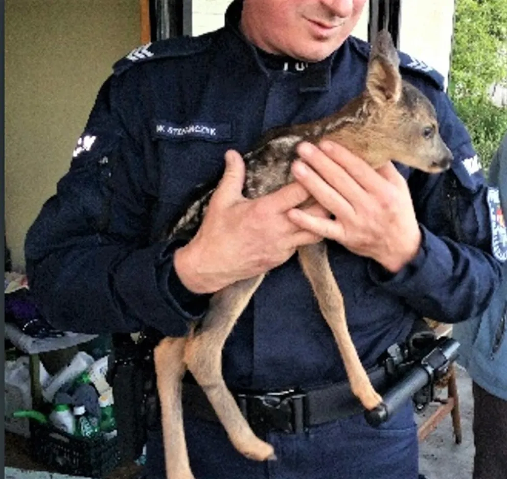 Policjanci z Chełmka uratowali zabłąkaną sarenkę