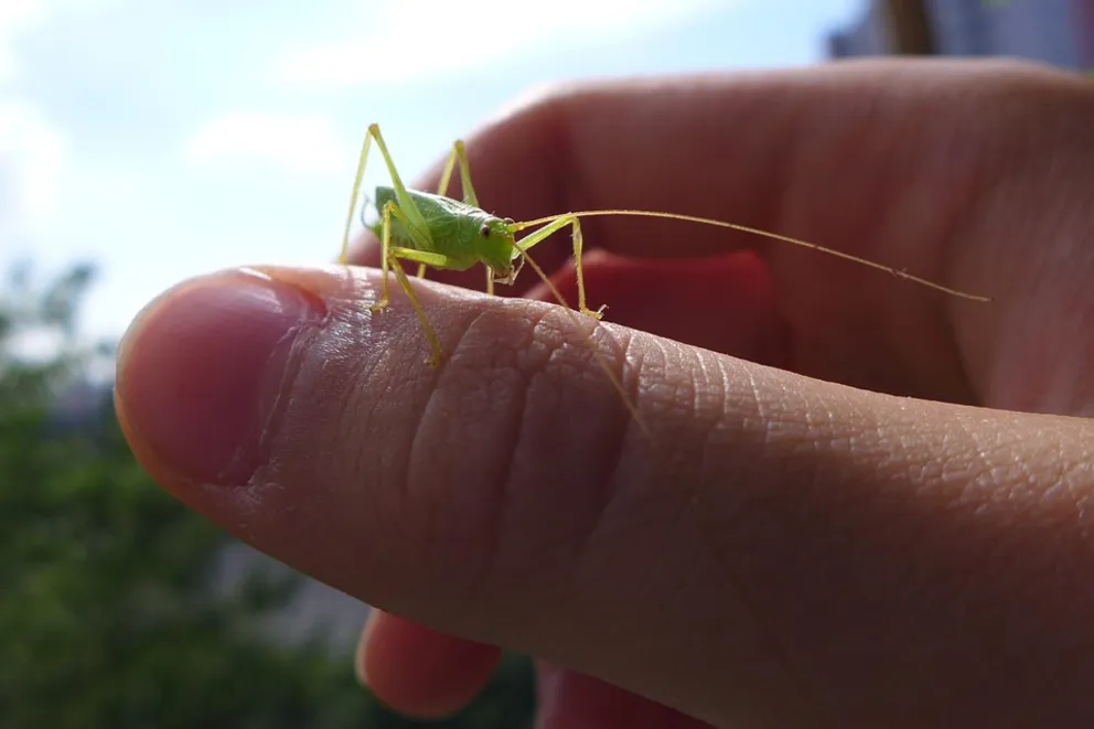 Słowo szkodnik zostało wymyślone przez człowieka