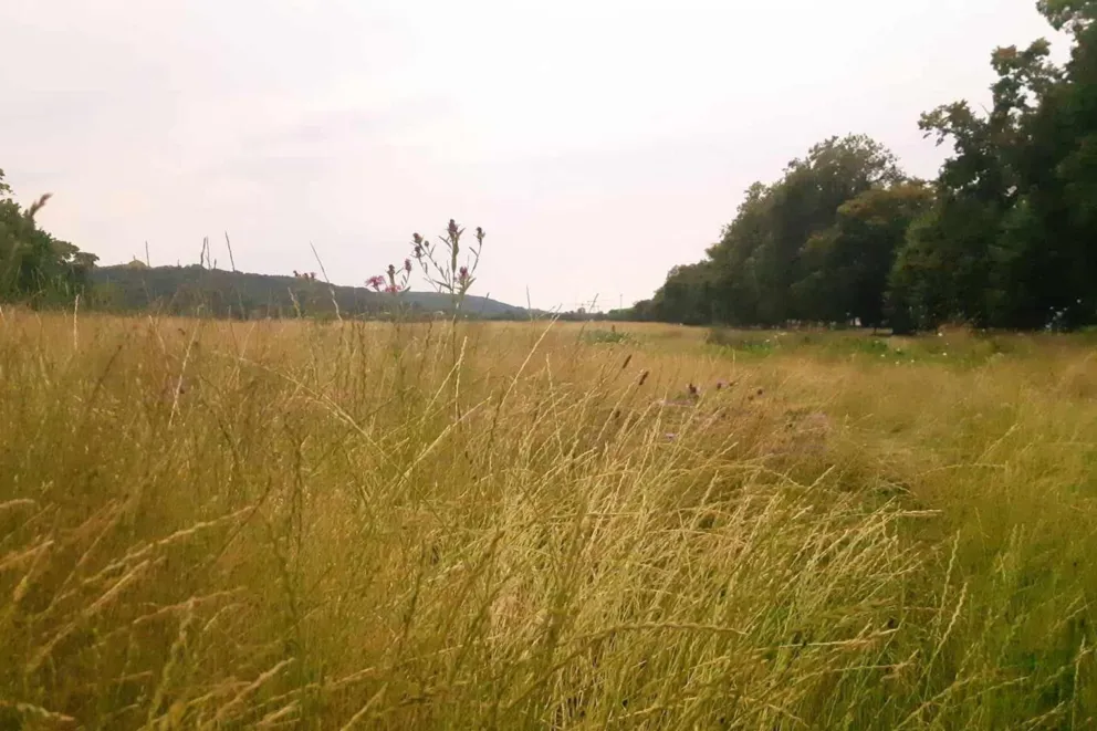 Rozpoczęły się sianokosy na Błoniach