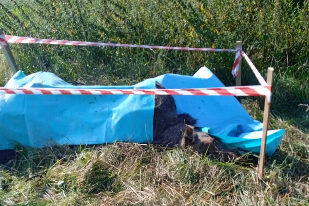 Od niedzieli był problem z wywiezieniem łosia padłego w Lisiej Górze. Zwierzę zniknęło dopiero w czwartek
