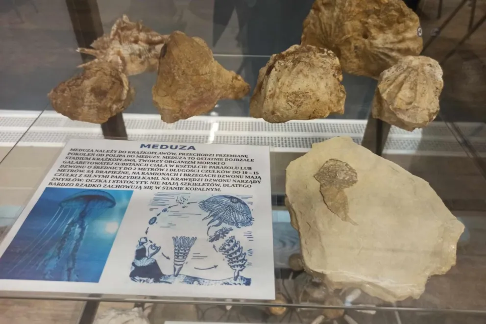 Ślady dinozaura i skamieniała meduza wśród eksponatów na wystawie w Chrzanowie