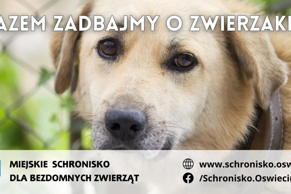 Mieszkańcy Oświęcimia pozytywnie reaugują na apel miasta: razem zadbajmy o zwierzaki