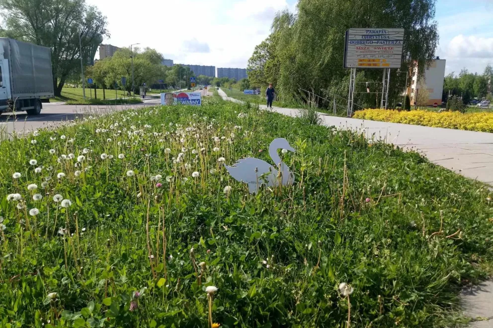 Łabędzie pojawiły się w Tarnowie. To element kampanii wyborczej