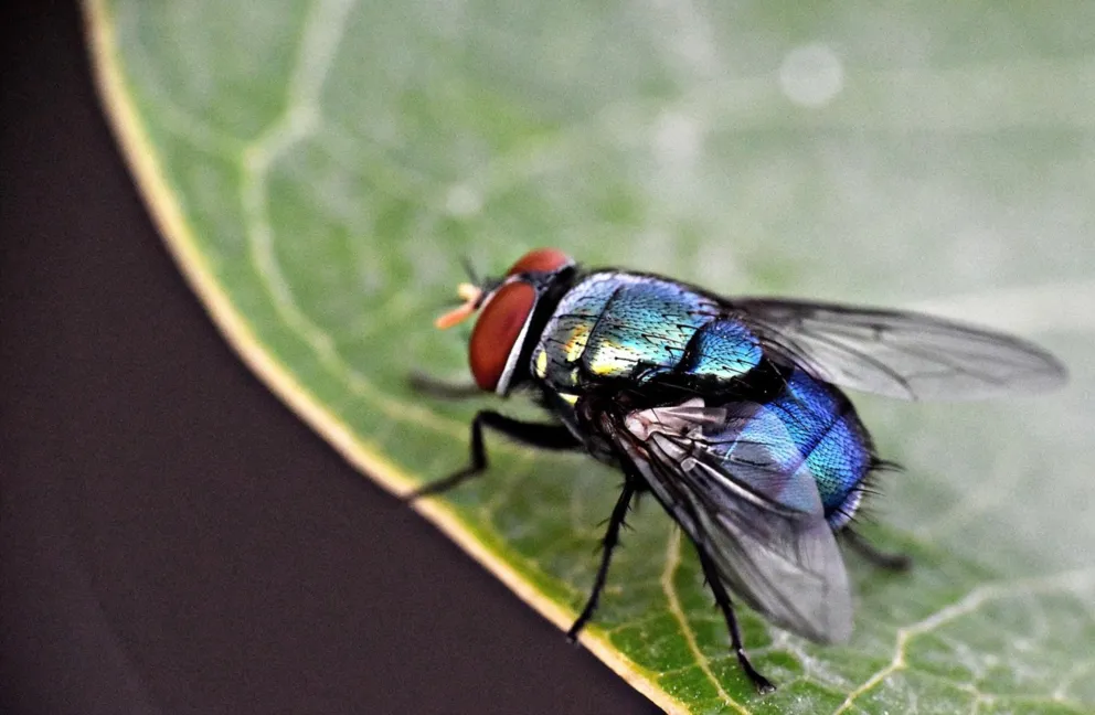 Bydło się gzi. Entomolog o gzach, żarłocznych larwach i skaczących krowach