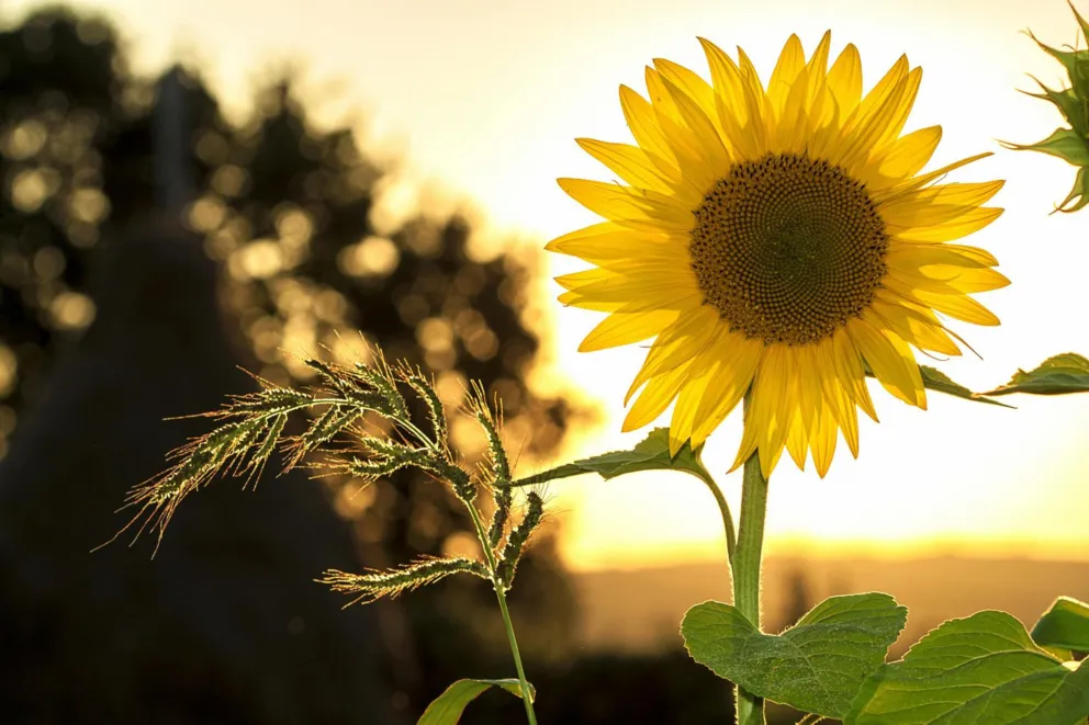Czekają nas przyjemne letnie temperatury. Do czasu