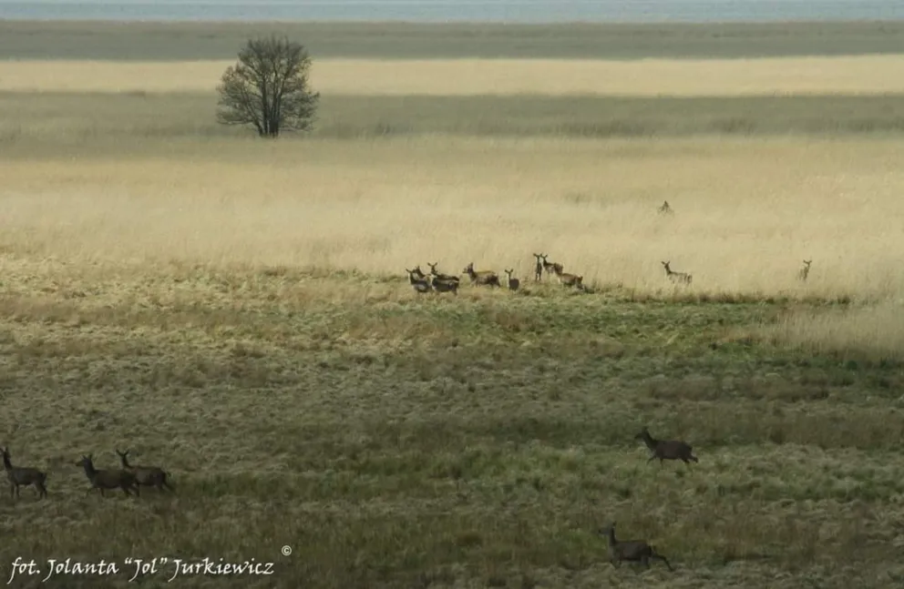 Solo, duo, trio...stado!