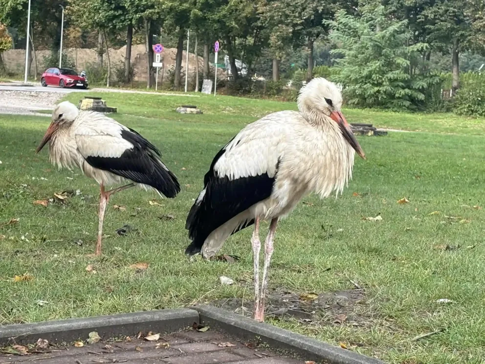Zostaną tu na zimę?