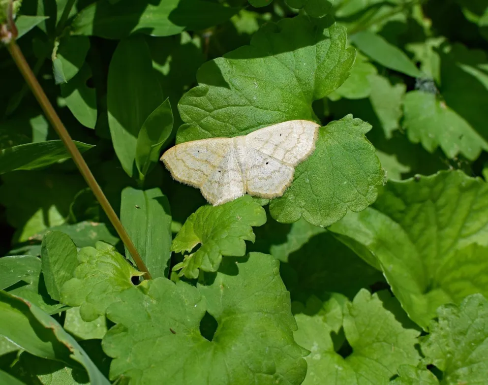 Piędzik przedzimek – motyl, który zwiastuje zimę