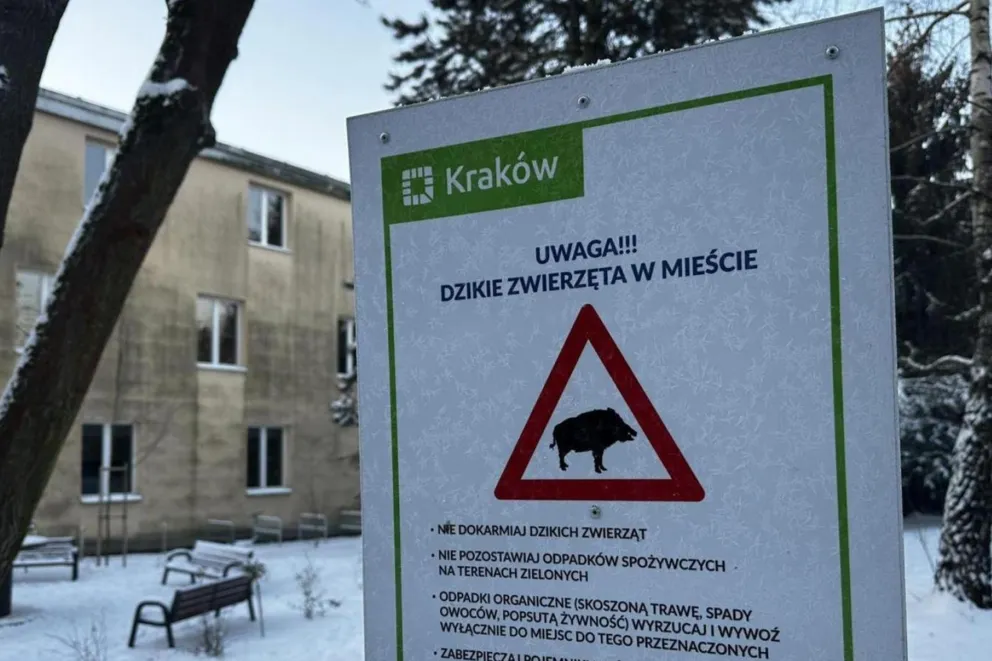Będą kary za dokarmianie dzikich zwierząt w Krakowie. "Apele są niewystarczające"