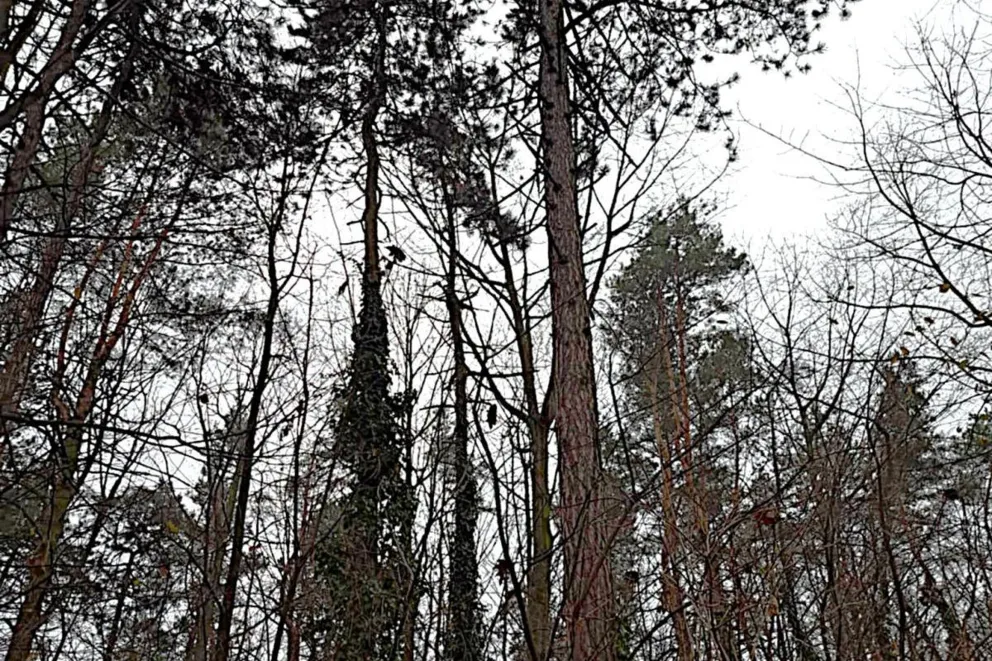 Wielki spór o las przy libiąskim blokowisku. "To nasza wyspa, naturalna bariera"
