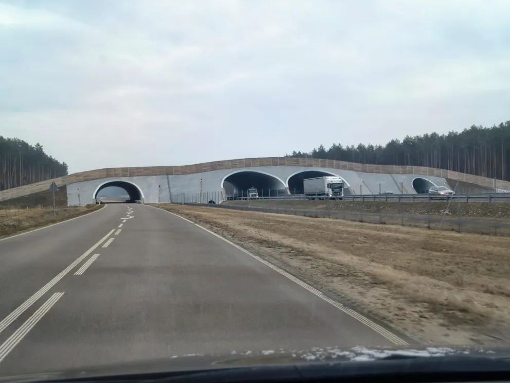Jak trafią, jak odnajdą, jak zapamietają drogę?