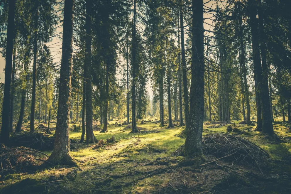 Torfowiska i starorzecza też mogą być rezerwatami. Historia małopolskich skarbów natury