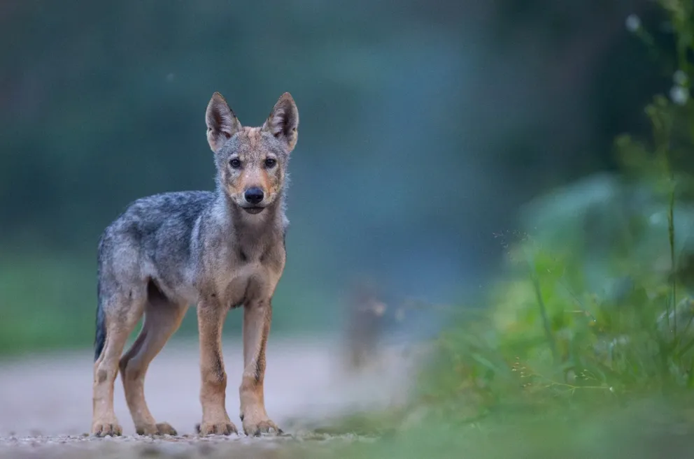 BARWY ŚWIATA PRZYRODY 2025 - wernisaż wystawy Związku Polskich Fotografów Przyrody