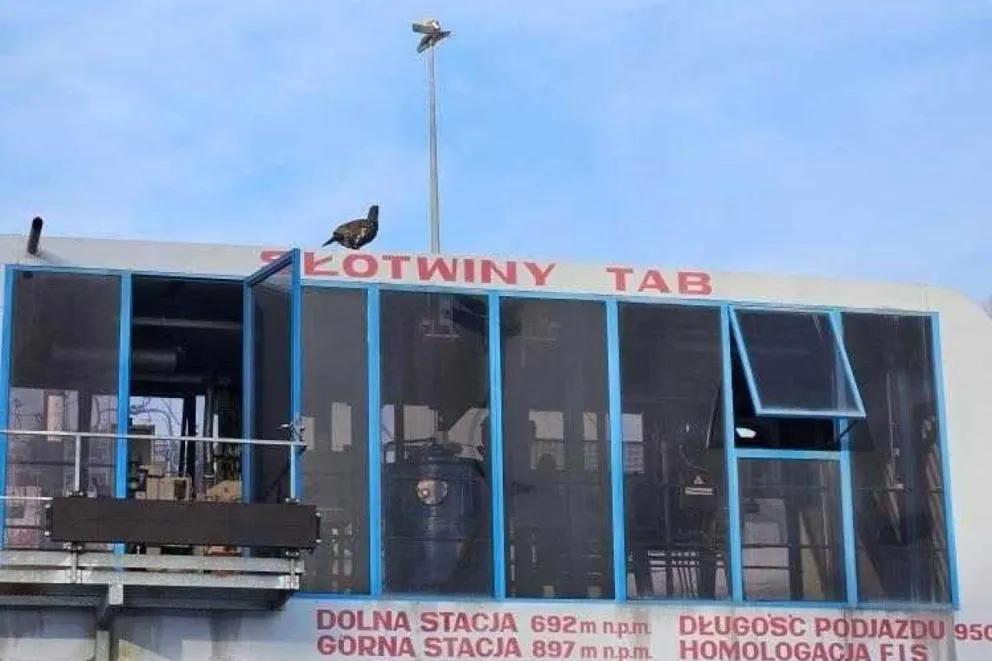 Głuszec nietypowym gościem w Jaworzynie Krynickiej 