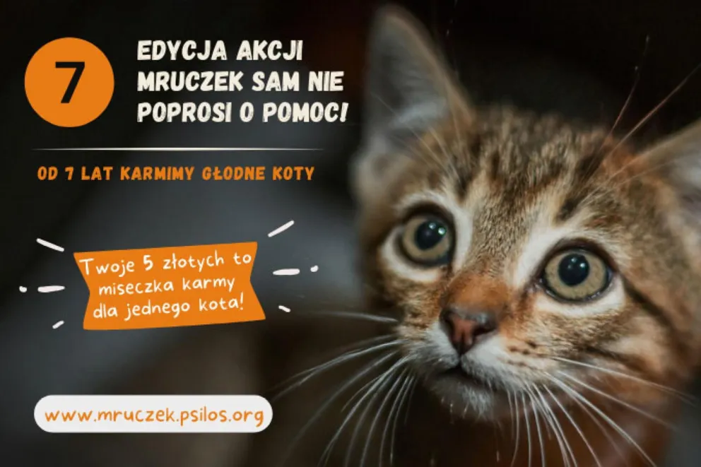 Mruczek sam nie poprosi o pomoc – pomóż nam nakarmić bezdomne koty!