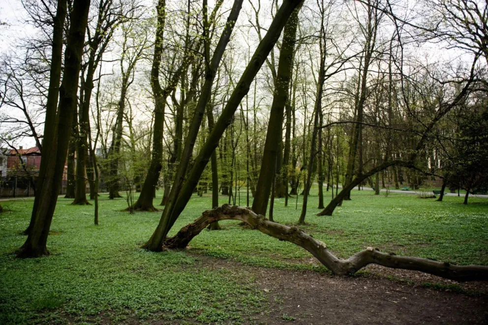 Drzewa na terenie tarnowskich parków i zieleńców do przeglądu