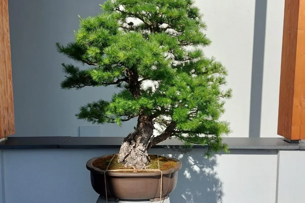 Wiosna, sztuka i natura zamknięte w doniczce. Wystawa drzewek bonsai, jakiej jeszcze nie było!