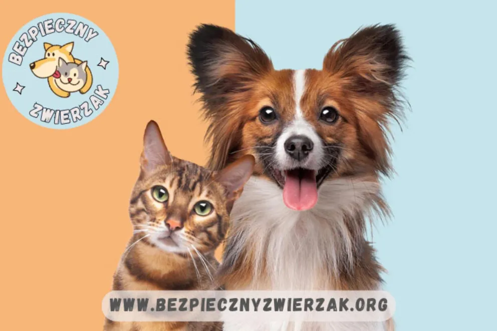 Dołącz do akcji „Bezpieczny Zwierzak” i podaruj bezdomnym czworonogom to czego najbardziej im brakuje!