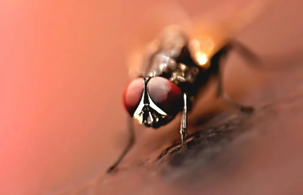 Insektarium, motyle z Anglii i edukacja dla całej rodziny. Zbliżają się XXIII Ogólnopolskie Dni Owada 