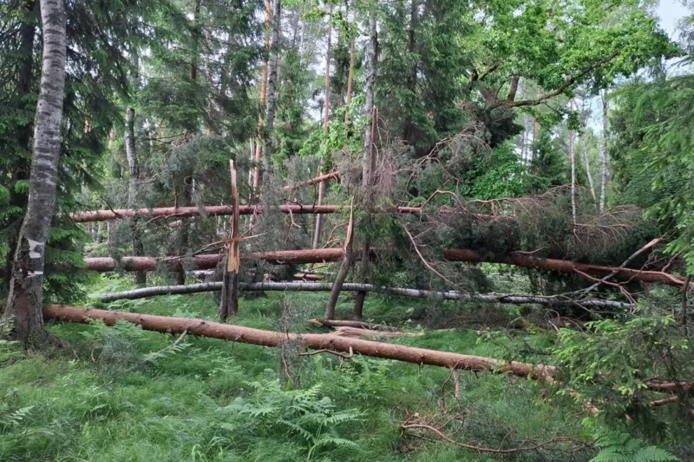 Gwałtowna burza powaliła drzewa w Puszczy Dulowskiej, jest zakaz wstępu do lasu