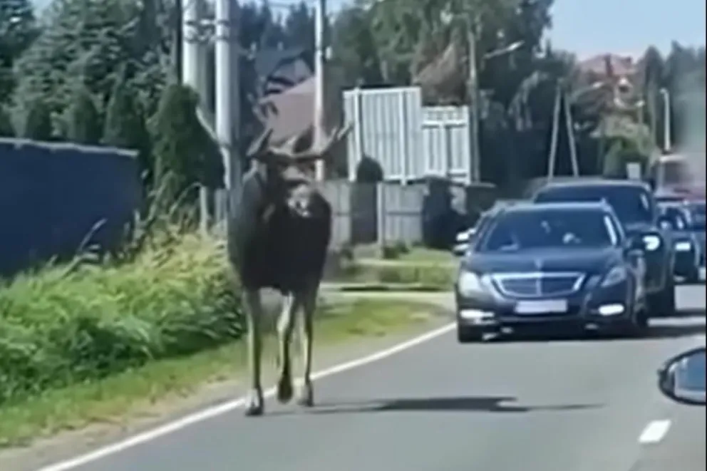 Środkiem drogi w Liszkach biegł łoś. WIDEO