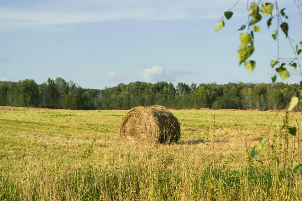Pogodowa huśtawka: upał, deszcze i burze