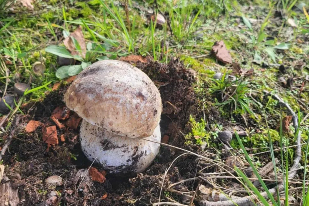 Wysyp grzybów w tarnowskich lasach. Zobaczcie zbiory słuchaczy Radia Kraków