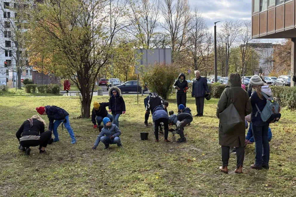 Posadzili sześć tysięcy cebulek kwiatów na Kampusie Czyżyny Politechniki Krakowskiej