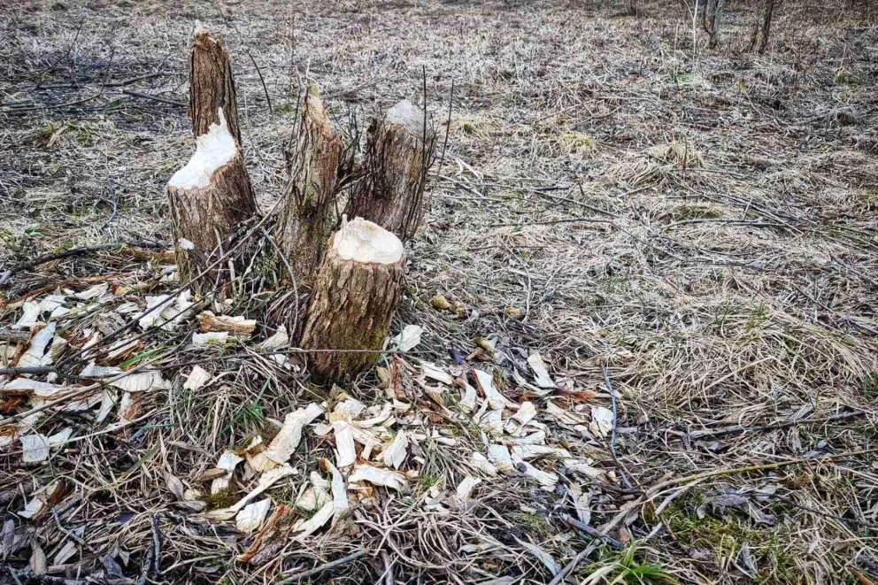 Bobry wydeptały własną ścieżkę przez drogę do Morskiego Oka