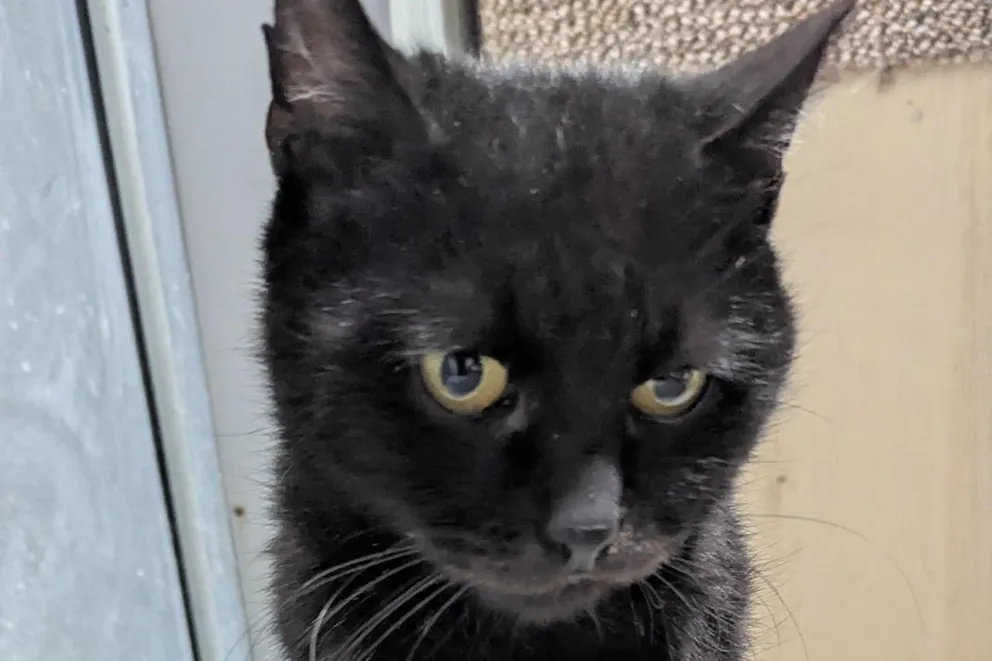 Kto zaopiekuje się Mareczkiem z trzema nogami? Tarnowski azyl dla zwierząt apeluje o adopcje kotów