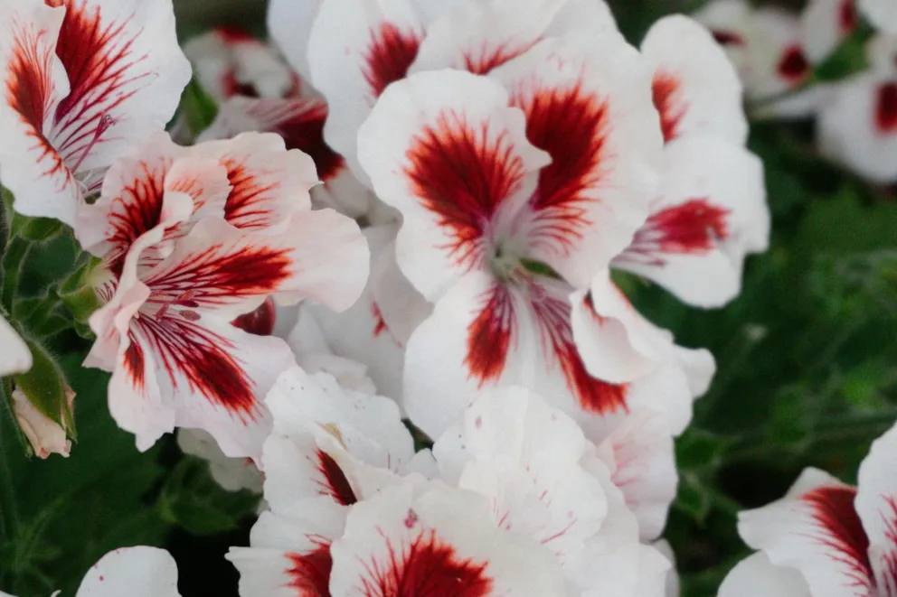 Eurokołchoz kontra pelargonia. Jak rodzi się ekologiczny fejk?