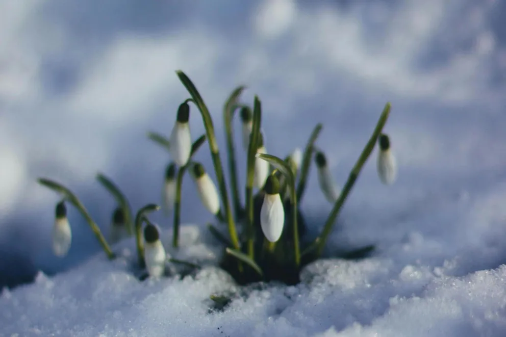 Wiosna coraz bliżej. W przyszłym tygodniu nawet 13°C, możliwy krótki powrót zimy