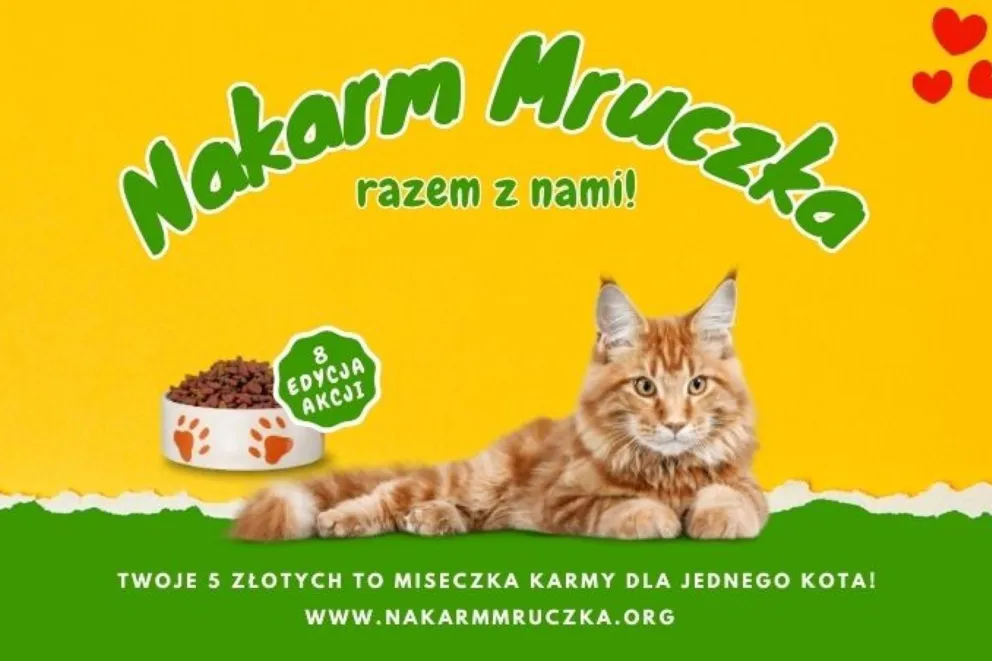 Mruczek sam nie poprosi o pomoc – razem możemy napełnić kocie miski!