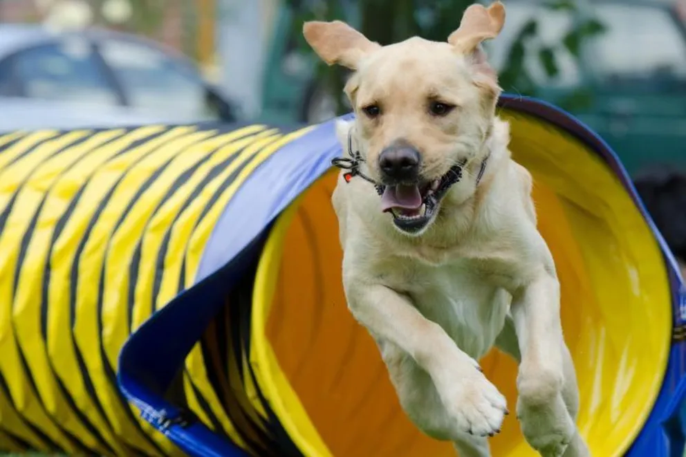 Agility: sport czy ukryta przemoc wobec psów?