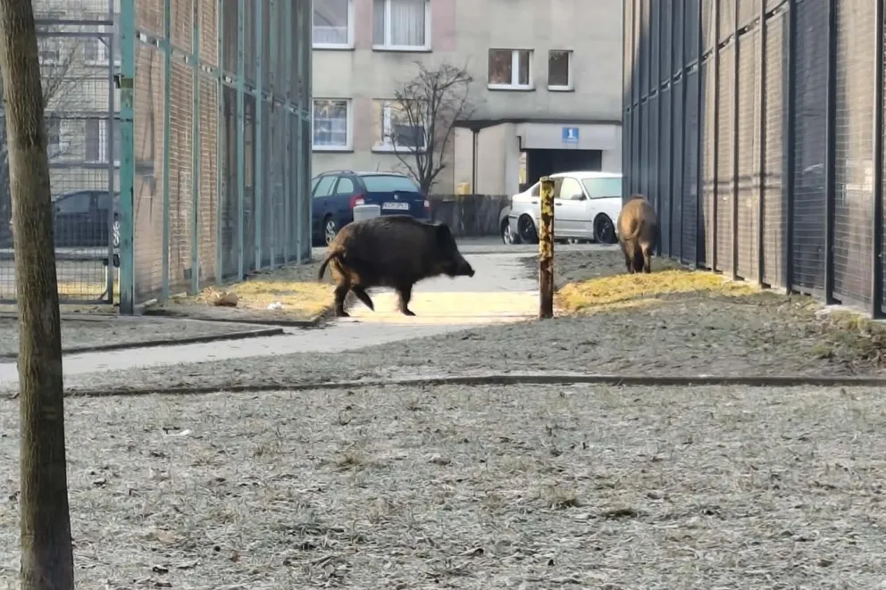 Radni zdecydowali: będzie odstrzał dzików w powiecie chrzanowskim, Krzeszowicach i Wieliczce