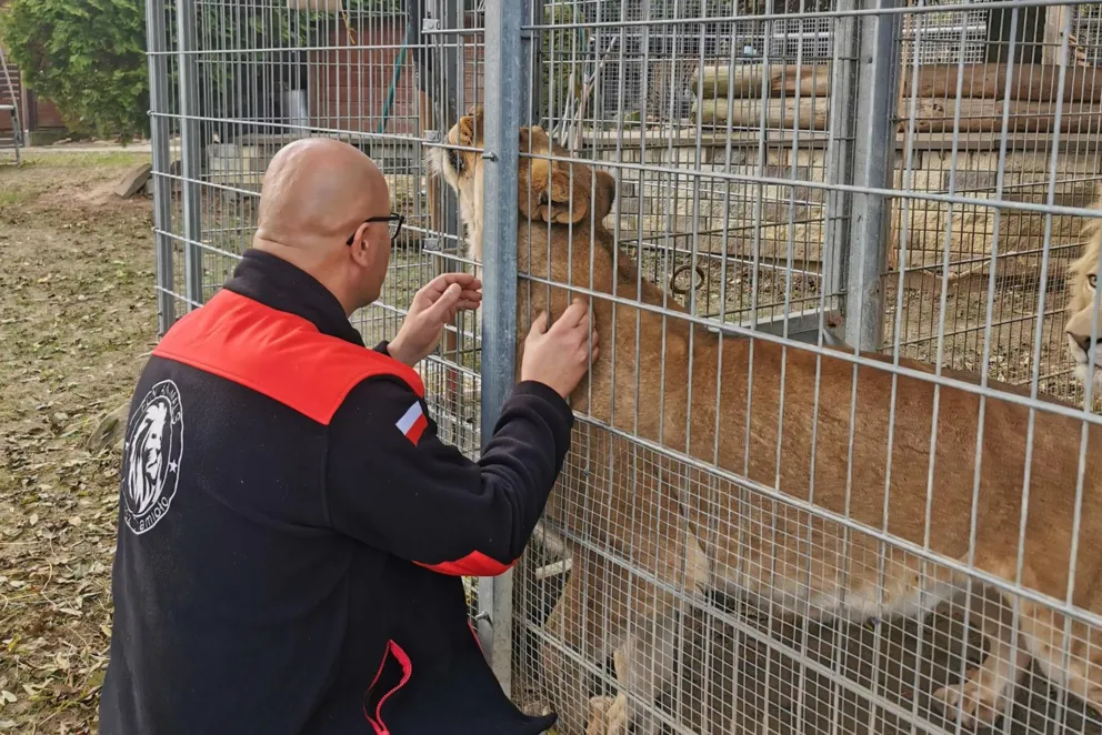 Właściciel lwów i tygrysa przed sądem. Prokuratura mówi o fikcyjnym cyrku