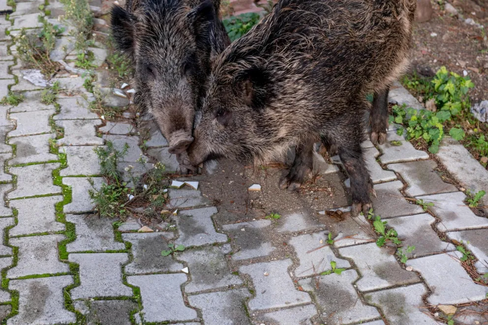 Dzik jest dziki, ale boi się hałasu. W Wieliczce pójdą w ruch pistolety hukowe